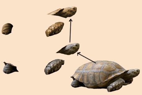 Creation of Turtle: Step 5